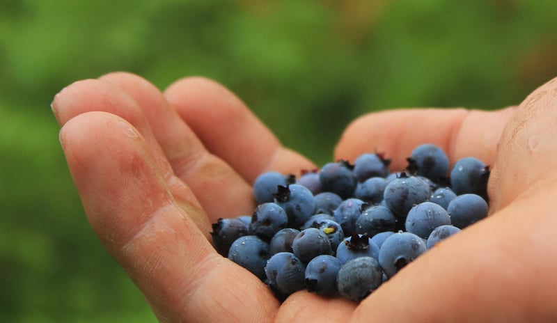 Wildberry Desserts