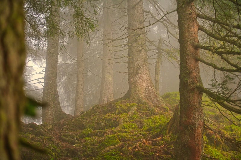 Mystic Woodland Wedding