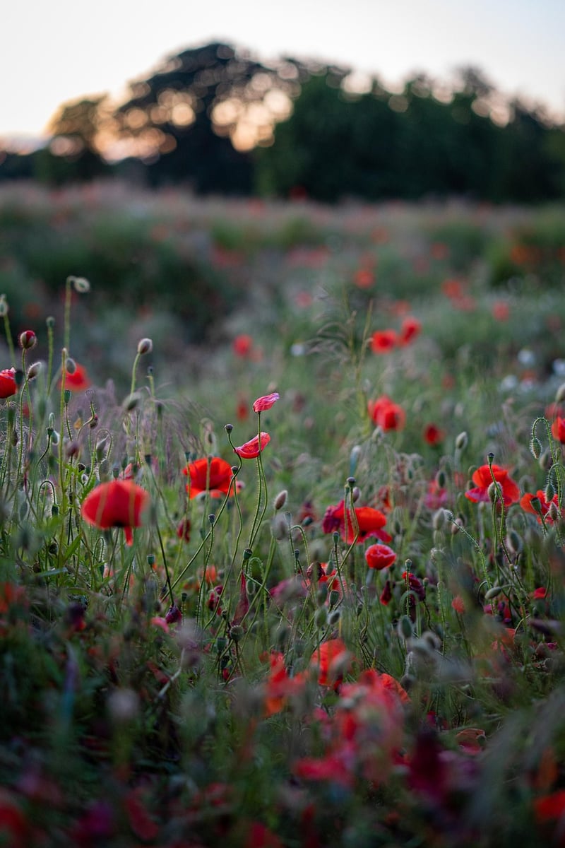 Meadow of Dreams