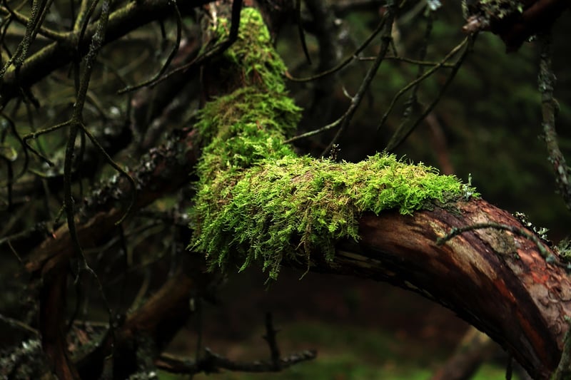 Moss in Forest